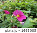 カリブラコアの花