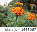 マリーゴールドの花