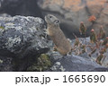 かわいいポーズのナキウサギ