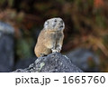 岩上のナキウサギ