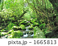 屋久島　世界遺産　日本の宝
