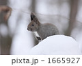 雪の上のエゾリス