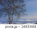 白樺と大雪山 冬 02
