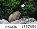 一輪のチングルマとナキウサギ
