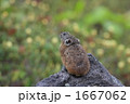 後向きのナキウサギ