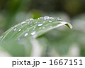 葉の上の水滴