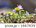 春の森