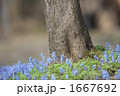 春の森