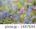 春の森