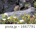 イソツツジと赤ちゃんナキウサギ