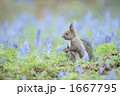 エゾリスの森