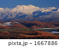 トムラウシ山と唐松林
