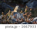 陽射しを受けるナキウサギ