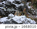 雪岩上のナキウサギ