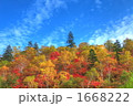 原色の紅葉