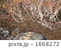 白樺とナキウサギ