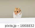口元に手をやるゴールデンハムスター
