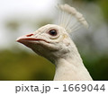 白クジャク