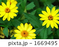 ジニアー１