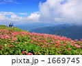 夏の伊吹山山頂の花畑
