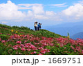 夏の伊吹山山頂の花畑