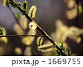 不規則な新芽Ⅱ