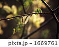 光る新芽Ⅱ