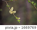新芽の浮遊Ⅱ