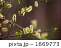 新芽の整列Ⅱ