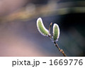 春の芽吹きⅡ