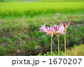 夏水仙の花