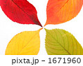 4色の桜の落ち葉