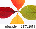 4色の桜の落ち葉