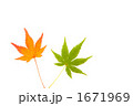 2色のモミジの葉