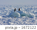 流氷の上のオジロワシ