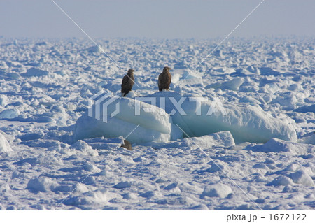 「流氷の上のオジロワシ」の写真素材 「流氷の上のオジロワシ」の写真素材