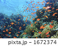 紅海のキンギョハナダイ