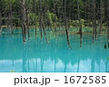 美瑛の青い池