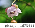 1673411