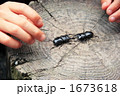 クワガタと子供