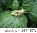 アマガエル
