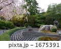 京都、妙心寺、退蔵院の桜　陰の庭