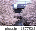 目黒川の桜並木