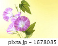 あさがお