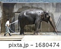 像の水浴び