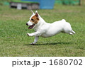 飛行犬