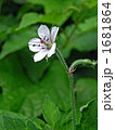 薬草ゲンノショウコの花