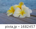 南国の花プルメディア