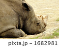 お昼寝シロサイ