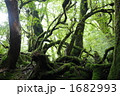 もののけの森